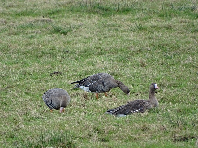 的攻击欲望 的攻击欲望